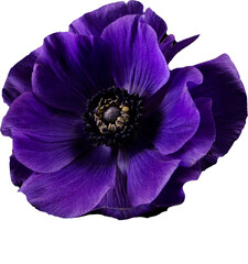 Fototapeta Purple flower Anemone isolated transparent PNG obraz