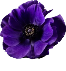 Fototapeten Purple flower Anemone isolated transparent PNG © AnnJane
