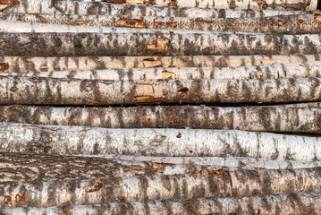 Sawn birch logs stacked in piles.