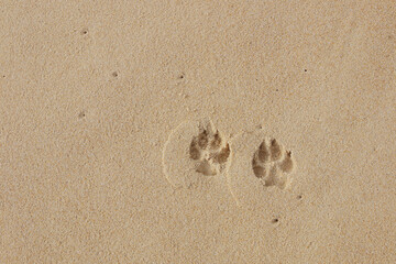dog's footprint on sea sand background