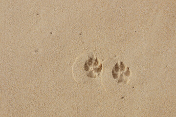 Fototapeta na wymiar dog's footprint on sea sand background