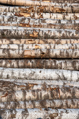 Sawn birch logs stacked in piles.