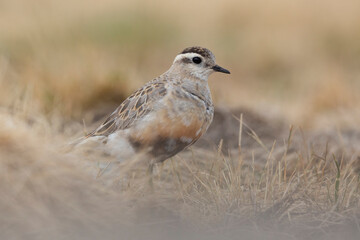 Eurasian dotterel (Charadrius morinellus) foraging through the heather of the Italy.
