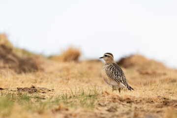 Eurasian dotterel (Charadrius morinellus) foraging through the heather of the Italy.