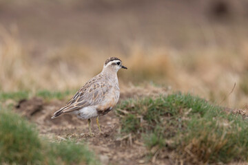 Eurasian dotterel (Charadrius morinellus) foraging through the heather of the Italy.