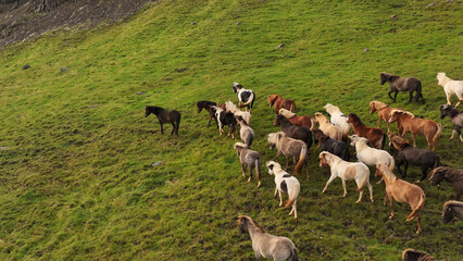 Naklejka na ściany i meble Icelandic horses grazing in the field.