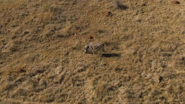 Bird's eye view of a zebra grazing in an open field