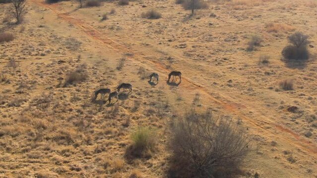 Bird's eye view of a zebra pack grazing in an open field