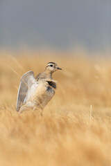 Eurasian dotterel (Charadrius morinellus) foraging through the heather of the Italy.