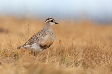 Eurasian dotterel (Charadrius morinellus) foraging through the heather of the Italy.