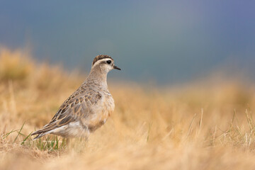 Eurasian dotterel (Charadrius morinellus) foraging through the heather of the Italy.