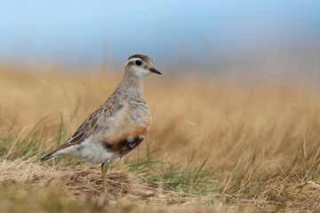 Eurasian dotterel (Charadrius morinellus) foraging through the heather of the Italy.