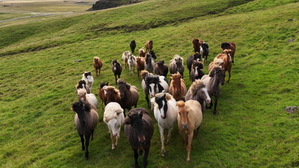 Icelandic horses grazing in the field.