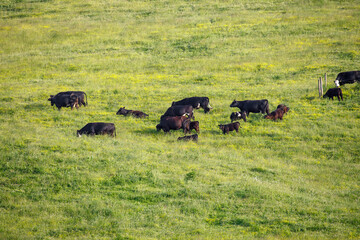 Herd of cows grazing in a green pasture on a summer day in Amish country, Ohio