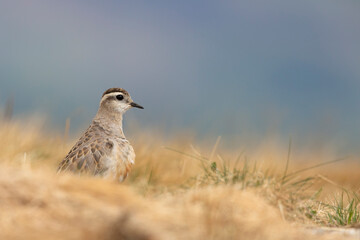 Eurasian dotterel (Charadrius morinellus) foraging through the heather of the Italy.