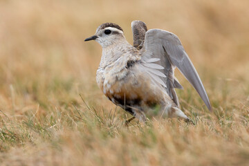 Eurasian dotterel (Charadrius morinellus) foraging through the heather of the Italy.