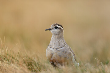 Eurasian dotterel (Charadrius morinellus) foraging through the heather of the Italy.