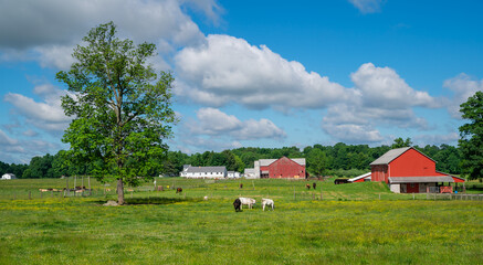 Fototapeta na wymiar Amish farm with red barns and grazing livestock in the lush green countryside of Holmes County, Ohio