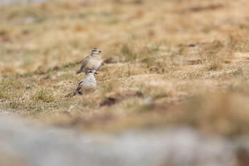 Eurasian dotterel (Charadrius morinellus) foraging through the heather of the Italy.