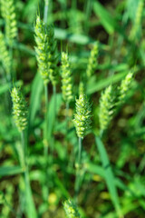 Ripening of young rye wheat in close-up.