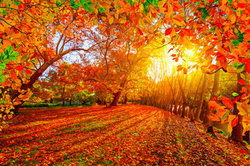 Colorful trees and autumn landscape in forest. autumn colors in the forest.  colorful leaves of...