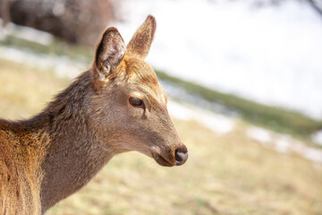 Beautiful spotted deer in the mountains against the background of green grass and snow. Fairytale spring landscape with wild animals.