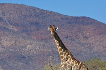 Afrikanische Steppengiraffe (giraffa camelopardalis) im Erongo Gebirge in Namibia. 