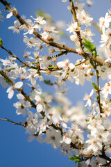 Little ladybug on a spring tree with cherry blossoms