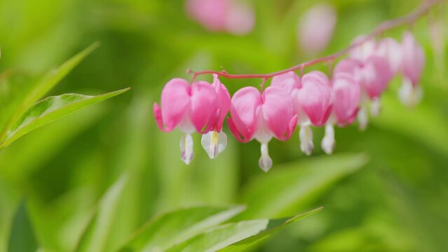 Bleeding heart flowers or dicentra spectabils. Flowers on stem with blurred background. Slow motion.