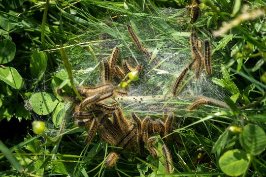 Closeup shot of many caterpillars on the grass