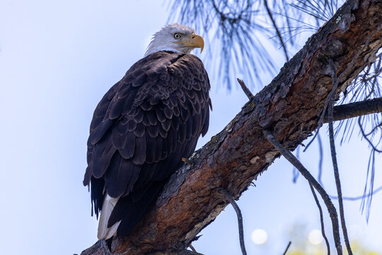 Bald eagle bird with white head and yellow beak in a tree close-up 