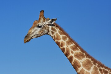 Afrikanische Steppengiraffe (giraffa camelopardalis) im Erongo Gebirge in Namibia. 