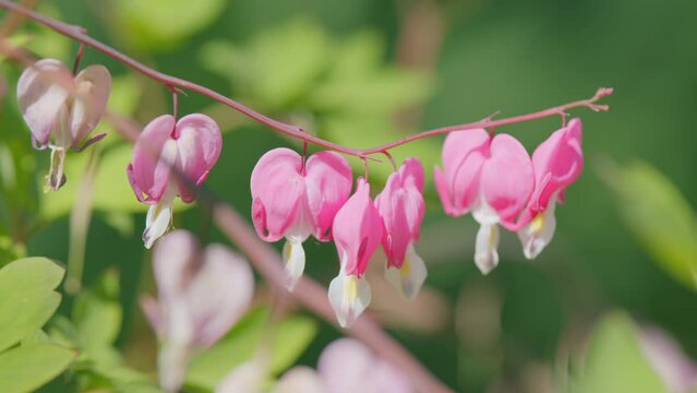 Pink summer flowers with colorful heart shaped petals. Oddly shaped, dicentra formosa blooming in the garden. Slow motion.