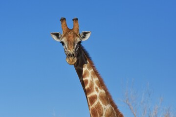 Afrikanische Steppengiraffe (giraffa camelopardalis) im Erongo Gebirge in Namibia. 