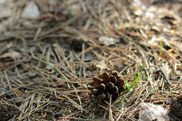 pine cones lie on the ground lined with needles and branches of pine and spruce