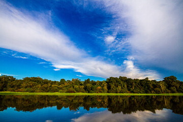 Rainforest at Mamiraua Reserve, Amazon River, Brazil