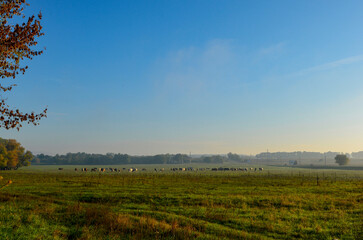 Misty morning in the field with cows