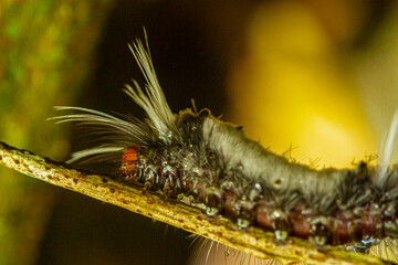 close up of caterpillar