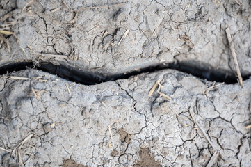 Trench in soil from knife injecting manure fertilizer in the fall. 