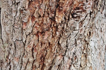 Rinde eines Kastanienbaumes