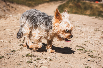 Hund / Sommer / durstig