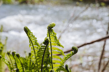 The fern opens its petals in the sun, early spring in the forest, the first spring plants wake up...