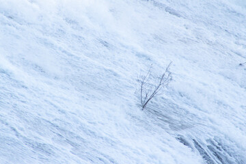 Dried Plant Waterfall Photograph