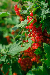 A bush of juicy red currant, ripe in the garden in summer.