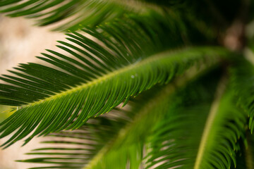 Beautiful fern leaf texture in nature. Natural ferns blurred background. Fern leaves Close up. Fern plants in forest. Background nature concept.