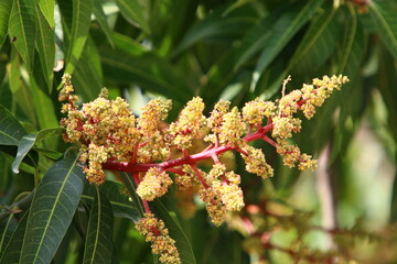 Summer flowers in a city park in Israel.