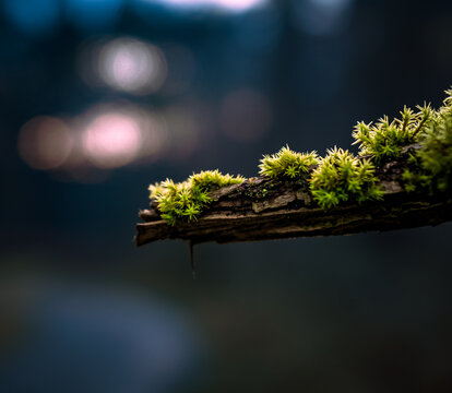Close-up Of Moss On A Branch