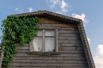 Wooden attic with a window and growing hops against the sky.