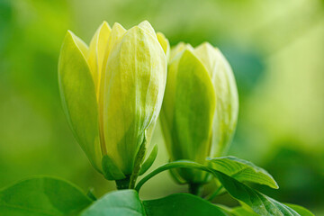 beautiful magnolia branch during yellow flowering