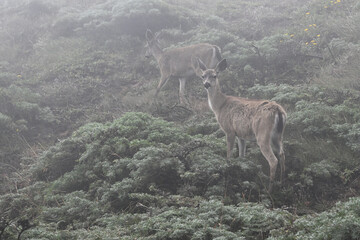 Black-tailed Does in the Fog Near Point Reyes Lighthouse, California